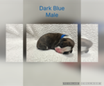 Puppy Dark Blue Boxer