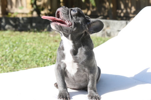 Medium Photo #8 French Bulldog Puppy For Sale in HOLLYWOOD, FL, USA