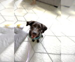Small #1 Labrador Retriever
