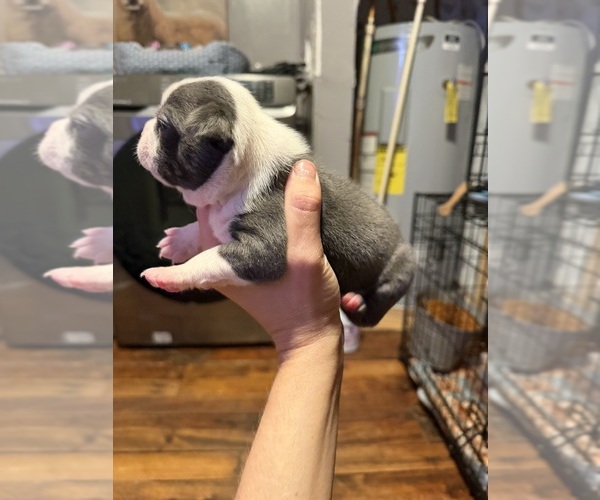 Medium Photo #3 Boston Terrier Puppy For Sale in BUCHANAN, VA, USA