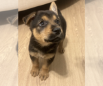 Small #8 German Shepherd Dog Mix