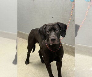 Mutt Dogs for adoption in Las Vegas, NV, USA