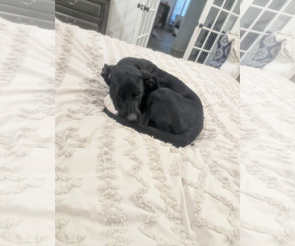 Medium Photo #1 Labrador Retriever-Unknown Mix Puppy For Sale in The Woodlands, TX, USA