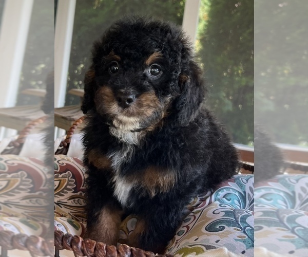 Medium Photo #7 Bernedoodle (Miniature) Puppy For Sale in NOBLESVILLE, IN, USA