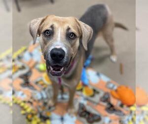American Foxhound-German Shepherd Dog Mix Dogs for adoption in Aurora, CO, USA
