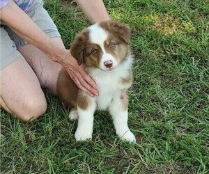Australian Shepherd Puppy for Sale in ALBANY, Georgia USA