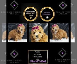 Poodle (Toy) Puppy for sale in WARSAW, IN, USA