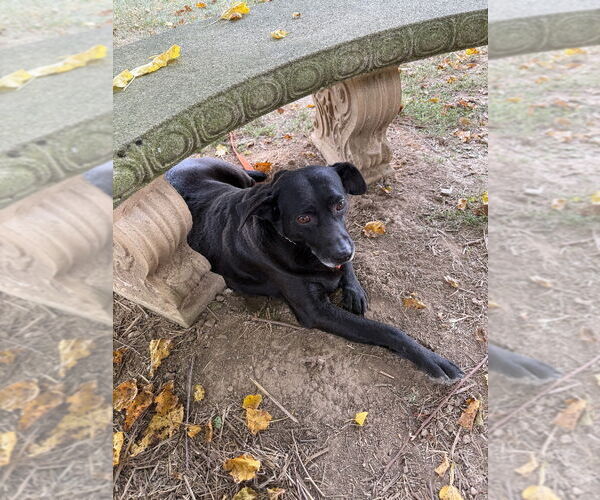 Medium Photo #2 Affenpinscher-Labrador Retriever Mix Puppy For Sale in Richmond, IN, USA