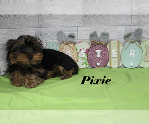 Yorkshire Terrier Puppy for sale in CHANUTE, KS, USA