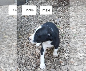 Mountain Cur Puppy for sale in HOPKINSVILLE, KY, USA