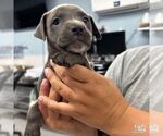 Small Mutt