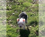 Small Photo #6 Boston Terrier Puppy For Sale in NEWBURY, MA, USA
