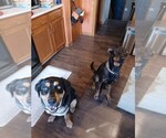 Small #5 Bernese Mountain Dog-Doberman Pinscher Mix