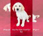 Small Great Pyrenees-Retriever  Mix