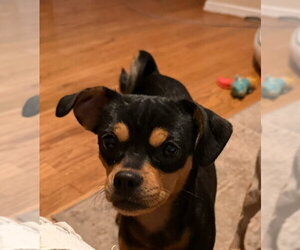 Athena - Female Chihuahua-Unknown Mix Dog for Adoption - Photo #4