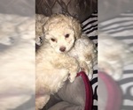 Small Photo #4 Poodle (Toy) Puppy For Sale in SUMMERVILLE, SC, USA
