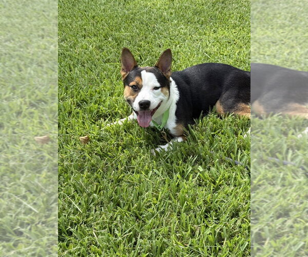 Medium Photo #1 Mutt Puppy For Sale in San Leon, TX, USA