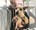 Small #14 Chihuahua Mix