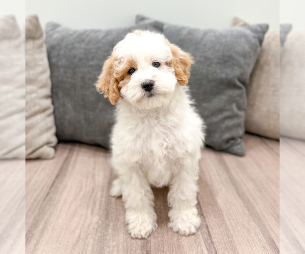 Medium Photo #3 Bernedoodle (Miniature) Puppy For Sale in DUNDEE, OH, USA