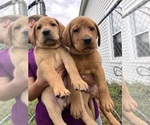 Small Photo #7 Labrador Retriever Puppy For Sale in HERRICK CENTER, PA, USA