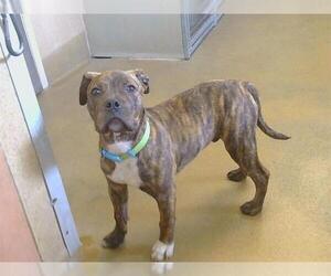Boxer-Unknown Mix Dogs for adoption in Sacramento, CA, USA