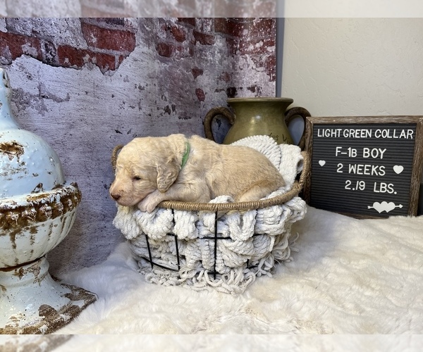 Medium Photo #6 Saint Berdoodle Puppy For Sale in QUEEN CREEK, AZ, USA