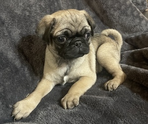 American Lo-Sze Pugg Puppy for sale in SEGUIN, TX, USA