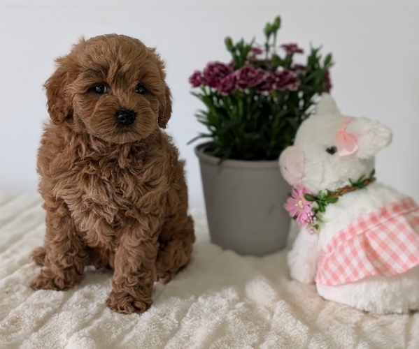 Medium Photo #5 Goldendoodle (Miniature) Puppy For Sale in GOSHEN, IN, USA