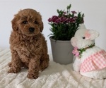Small #4 Goldendoodle (Miniature)
