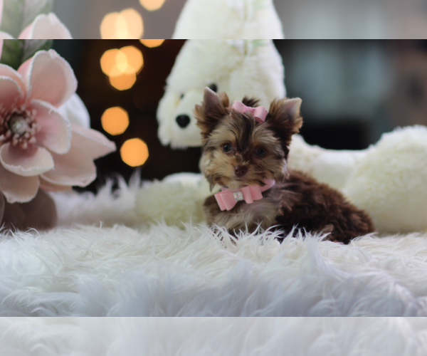 Medium Photo #11 Biewer Terrier Puppy For Sale in NAPLES, FL, USA