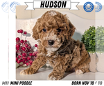 Puppy Hudson Poodle (Miniature)