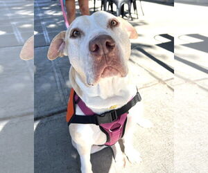 Gracie - Female Labrador Retriever-Staffordshire Bull Terrier Mix Dog for Adoption - Photo #7