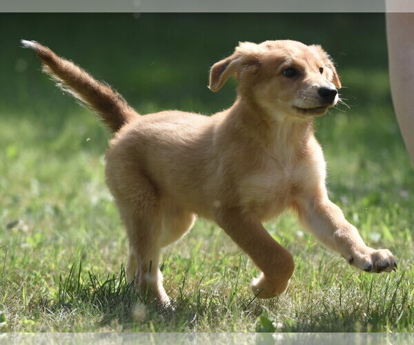 Medium Photo #4 Golden Retriever-Unknown Mix Puppy For Sale in Mechanicsburg, PA, USA