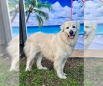 Small #10 Great Pyrenees