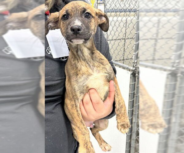 Medium Photo #2 Black Mouth Cur-Cairn Terrier Mix Puppy For Sale in Pasadena, TX, USA