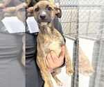 Small #1 Black Mouth Cur-Cairn Terrier Mix
