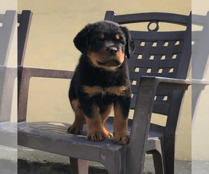 Rottweiler Puppy for sale in LOS ANGELES, CA, USA