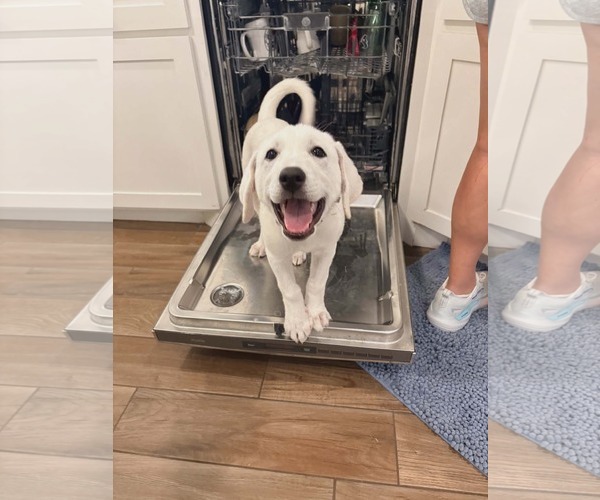 Medium Photo #7 Akbash-Great Pyrenees Mix Puppy For Sale in Houston, TX, USA