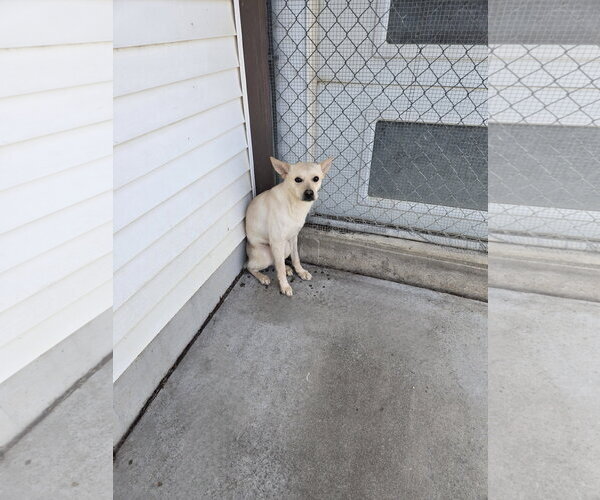 Medium Photo #1 Mutt Puppy For Sale in Maquoketa, IA, USA