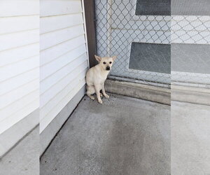 Mutt Dogs for adoption in Maquoketa, IA, USA