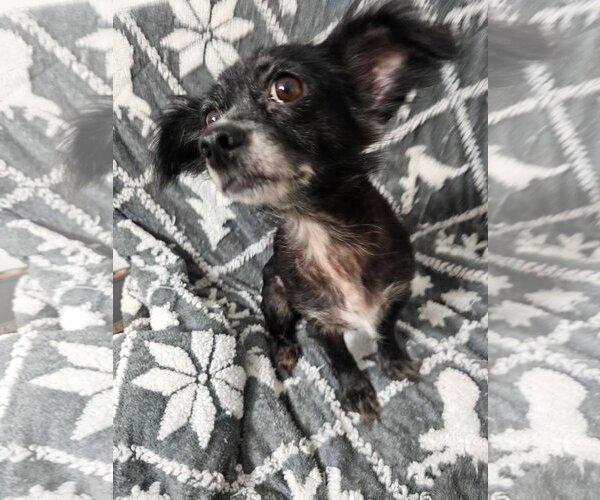 Medium Photo #2 Chihuahua-Unknown Mix Puppy For Sale in Missouri City, TX, USA