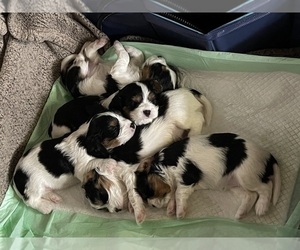 Cavalier King Charles Spaniel Litter for sale in WELLSVILLE, NY, USA