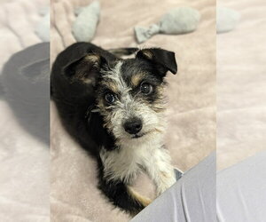 Pizza Hut - Female Mutt Dog for Adoption - Photo #3