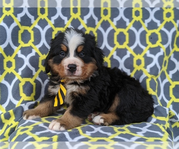 View Ad Bernese Mountain Dog Puppy for Sale near