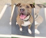 Small #2 American Pit Bull Terrier Mix