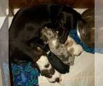 Small Photo #18 Dachshund Puppy For Sale in LAKEBAY, WA, USA