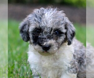 YorkiePoo Puppy for sale in NARVON, PA, USA