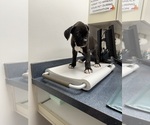 Puppy Brunson Boxer