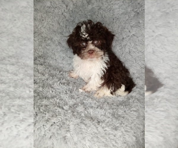 Medium Photo #2 Shih-Poo Puppy For Sale in INDIANAPOLIS, IN, USA