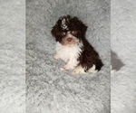 Small Photo #2 Shih-Poo Puppy For Sale in INDIANAPOLIS, IN, USA